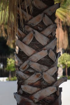 Nahaufnahme einer Palme, Stamm