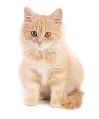 Cute little red kitten isolated on white background