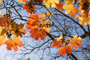 Goldener Oktober, herbstlich gefärbte Blätter.