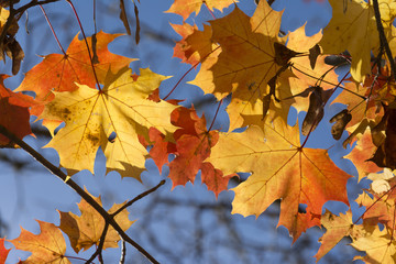 Goldener Oktober, herbstlich gefärbte Blätter.