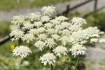 Wiesen-Bärenklau (Heracleum sphondylium)