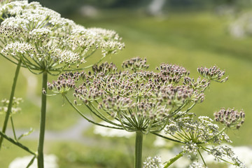 Wiesen-Bärenklau (Heracleum sphondylium) in einem Alpental.