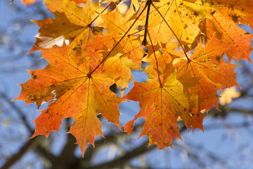 Naklejka na ściany i meble Goldener Oktober, herbstlich gefärbte Blätter.