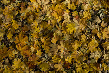 Yellow and orange autumn leaves background 