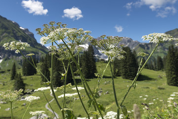 Wiesen-Bärenklau (Heracleum sphondylium) in einem Alpental.