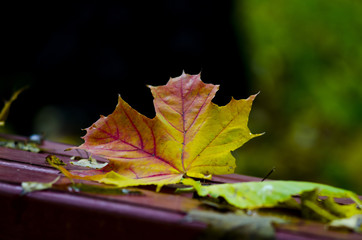 осень, лист