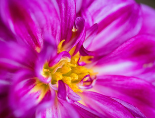 Fototapeta na wymiar Pink dahlia flower close-up