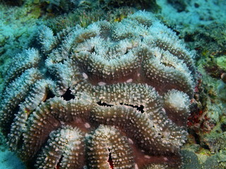 Stone coral