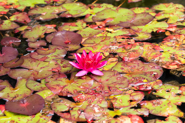 Red water lilly amongst lilly pads