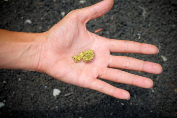 The pure gold ore found in the mine is in the hands of men.
