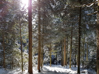 Wald im Winter