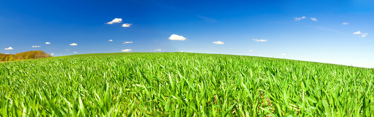 spring rural landscape with field and blue sky, a panorama