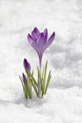 Fototapeta na wymiar Crocus blossomed on a spring sunny day. A beautiful blue primrose on a background of brilliant white snow.