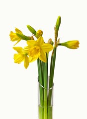 Daffodils