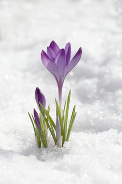 Fototapeta Crocus blossomed on a spring sunny day. A beautiful blue primrose on a background of brilliant white snow.