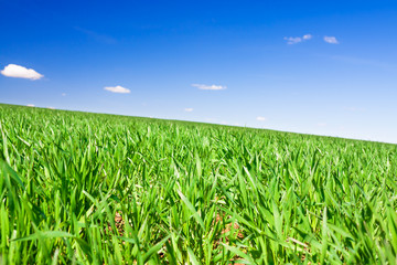Obraz premium spring rural landscape with field and blue sky