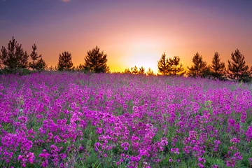 Fotobehang summer rural landscape with purple flowers on a meadow and  sunset © yanikap