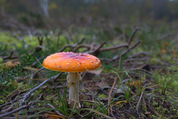 Giftiger Fliegenpilz auf Waldboden