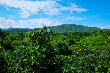 Landscape of green forest and blue sky with clouds