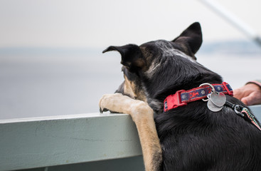 Dog leaning on wall