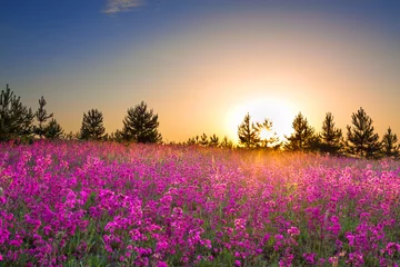Foto op Plexiglas summer rural landscape with purple flowers on a meadow and  sunset © yanikap