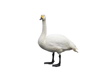 Crédence en verre imprimé Cygne Portrait d& 39 un oiseau gracieux Swan debout sur fond isolé blanc
