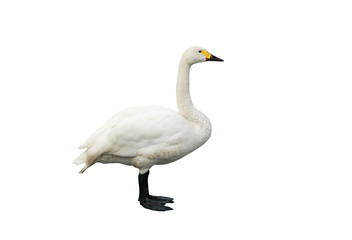portrait of a beautiful bird Swan standing on an isolated white background