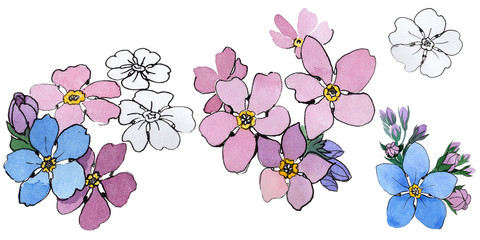 Wildflower forget-me-not flower in a watercolor style isolated. Full name of the plant: forget-me-not. Aquarelle wild flower for background, texture, wrapper pattern, frame or border.