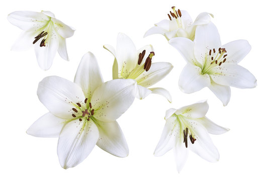 Fototapeta Lily flowers background