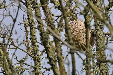 Nid de frelons asiatiques en haut d'un arbre en Bretagne.