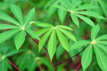 Cassava Leaves