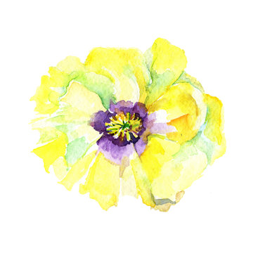 Wildflower eustama flower in a watercolor style isolated. Full name of the plant: eustama. Aquarelle wild flower for background, texture, wrapper pattern, frame or border.