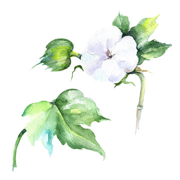 Wildflower eustama flower in a watercolor style isolated. Full name of the plant: eustama. Aquarelle wild flower for background, texture, wrapper pattern, frame or border.