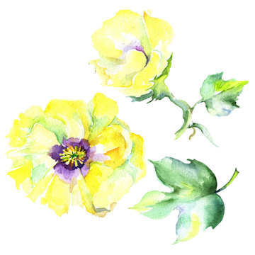 Wildflower eustama flower in a watercolor style isolated. Full name of the plant: eustama. Aquarelle wild flower for background, texture, wrapper pattern, frame or border.