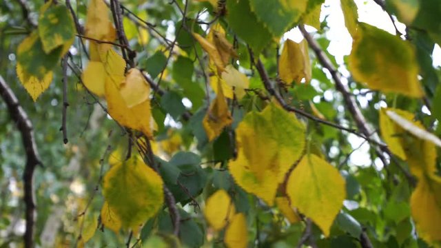 Moscow autumn is coming