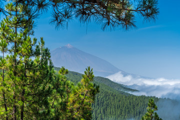 Vulkan Teide auf Teneriffa umrahmt von Kiefern und Wolken