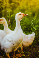 Five young goose together sit in the grass