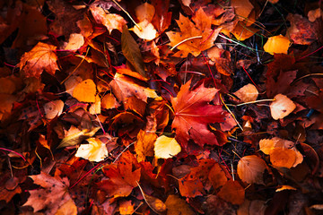 autumn leaves are large in the forest