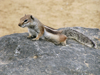 Streifenhörnchen, Atlashörnchen