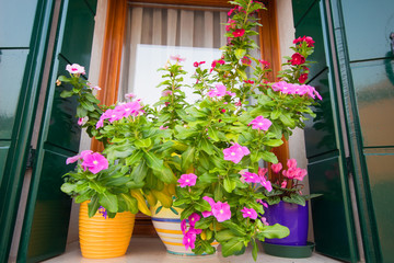 hoto of colorful flowers in flowerpots at window.