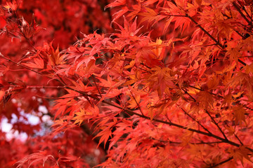 真っ赤なモミジ
