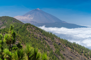 Kiefernwald auf Teneriffa mit Wolkenmeer von oben und dem Vulkan Teide im Hintergrund © Andy Ilmberger