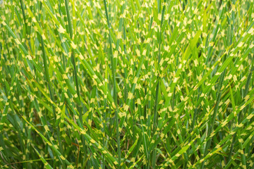 Green thin grass with water drops