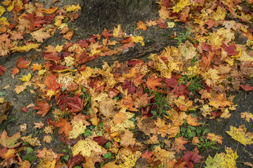 Many autumn leaves on the ground