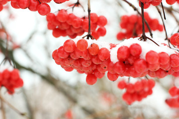 Winter Frozen Viburnum Under Snow. Viburnum In The Snow. First snow. Autumn and snow. Beautiful winter