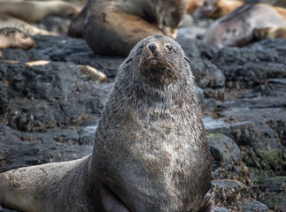 Fototapeta premium Large furry seal looking at camera