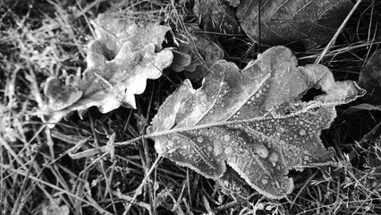 Frost auf Laub Kristalle Winter Eiche schwarzweiß