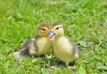 Small ducklings 6