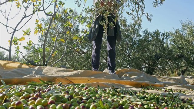 Woman harvesting olive fruits on plantation low view