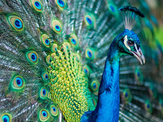 Peakcock close up with feathers splayed